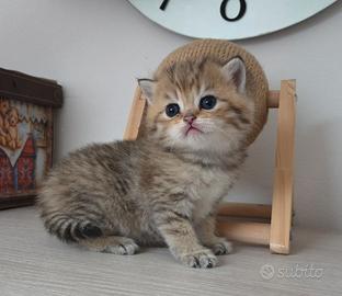 British Shorthair Golden
