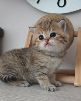British Shorthair Golden
