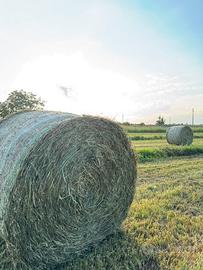 Rotoballe fieno uso lettiera / pacciamatura