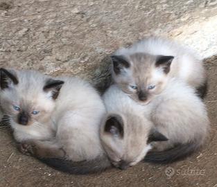 Cuccioli siamesi thai