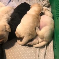 Cuccioli di Labrador