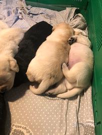 Cuccioli di Labrador