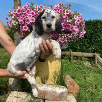 Cuccioli Setter Inglese - genealogia da beccaccini