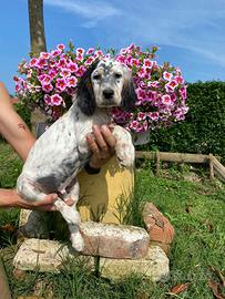 Cuccioli Setter Inglese - genealogia da beccaccini