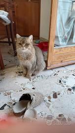 Brithish femmina 10 mesi