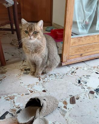 Brithish femmina 10 mesi