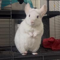 Chinchilla