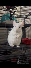Chinchilla