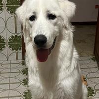 Questo cane è dato in adozione