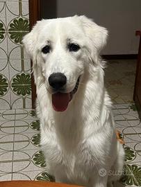 Questo cane è dato in adozione