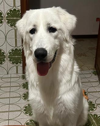 Questo cane è dato in adozione