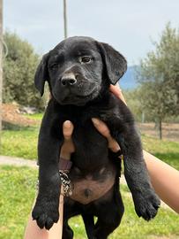 Labrador retriver