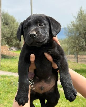 Labrador retriver