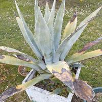 Agave americana