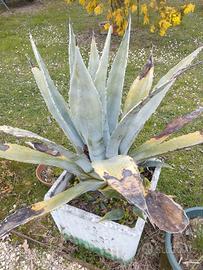 Agave americana