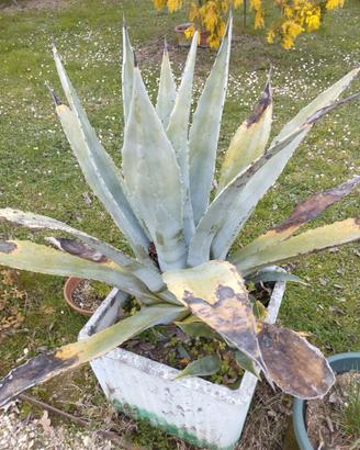 Agave americana