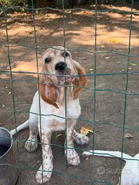 Cuccioli maschi setter inglesi