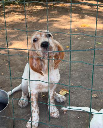Cuccioli maschi setter inglesi