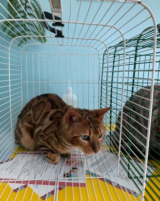 Gatte adulte razza pura Bengala pedigree