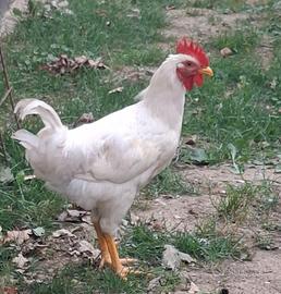 Gallo livornese bianco