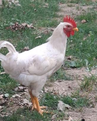 Gallo livornese bianco