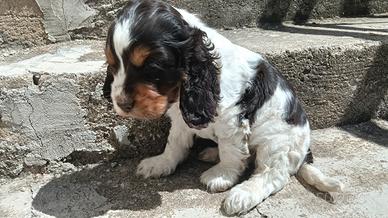 Cocker Spaniel Inglese