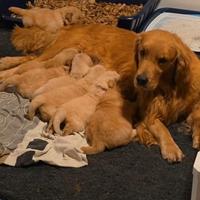 Golden Retriever cuccioli con Pedigree Italiano