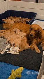 Golden Retriever cuccioli con Pedigree Italiano