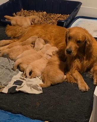 Golden Retriever cuccioli con Pedigree Italiano