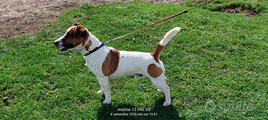 Jack Russell x monta