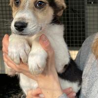 Cuccioli taglia medio piccola in adozione