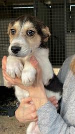 Cuccioli taglia medio piccola in adozione