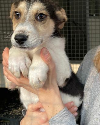 Cuccioli taglia medio piccola in adozione