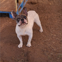 Bouledogue francese maschio