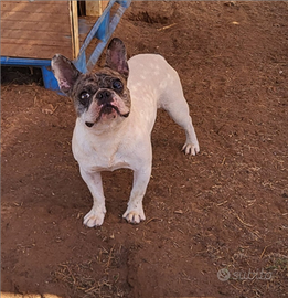 Bouledogue francese maschio