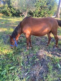Pony Welsh