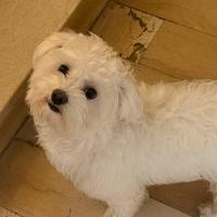 Maltese pronto per accoppiarsi