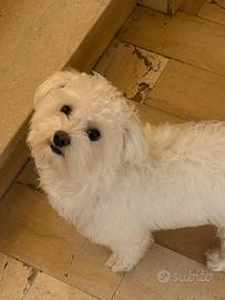 Maltese pronto per accoppiarsi