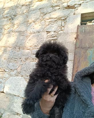 Barboncino asiatico
