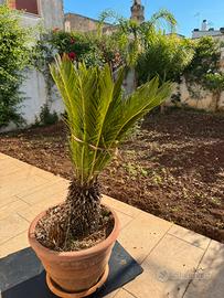 Cycas