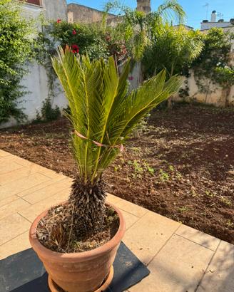 Cycas