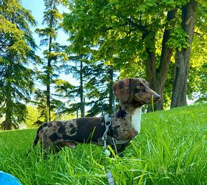 Proposta monta - Bassotto