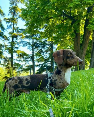 Proposta monta - Bassotto