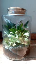 Terrarium