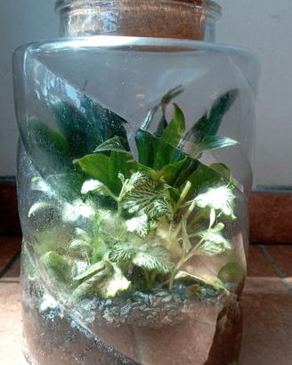 Terrarium