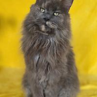 Femmina adulta sterilizzata con pedigree