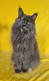 Femmina adulta sterilizzata con pedigree