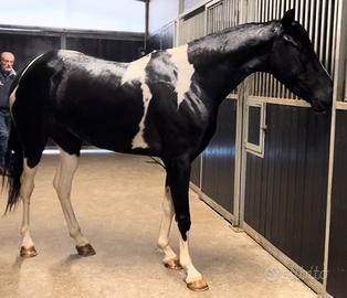 Cavalla Barrockpinta