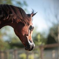 Puledro Purosangue Arabo