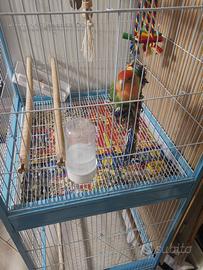 Inseparabile allevato a mano